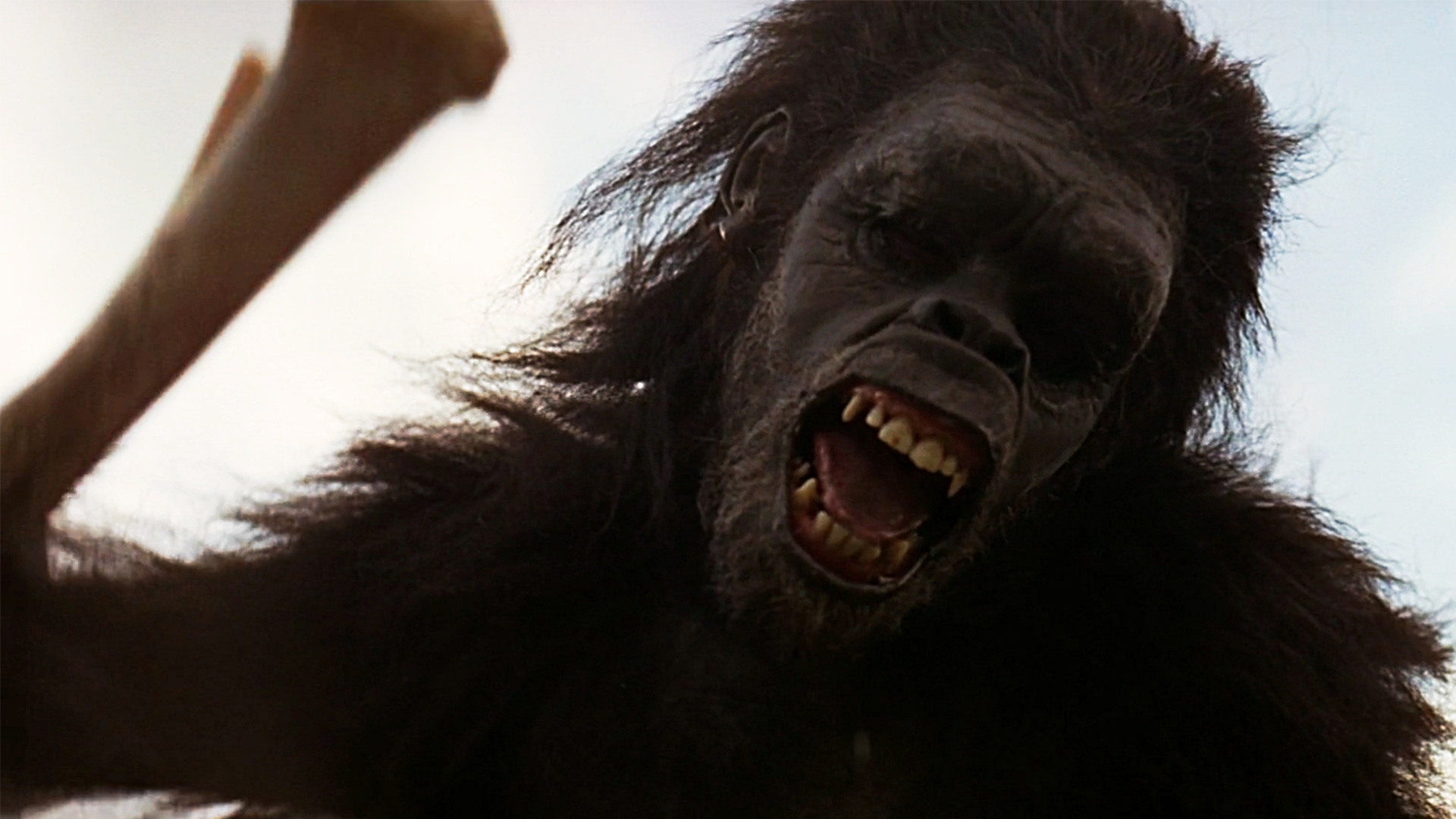 Pure Cinema: 2001: A Space Odyssey "Dawn of Man" Sequence